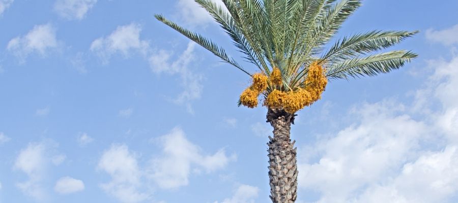 Hurma Ağacı Bakımı Rehberi: Nasıl Yetiştirilir?