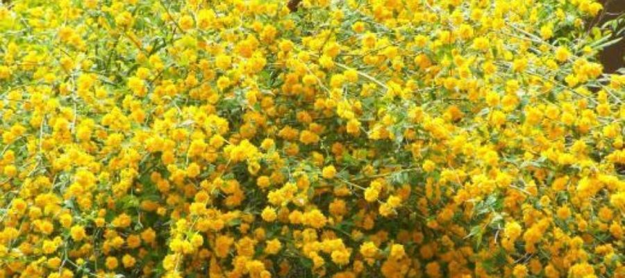 Kanarya Çiçeği En Doğru Şekilde Nasıl Bakılmalıdır?