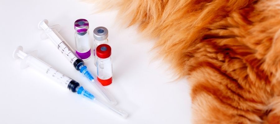 Yavru ve Yetişkin Kedi Bakımı Aşıları Ne İşe Yarar?
