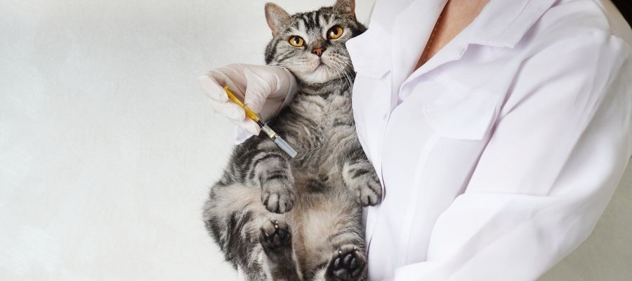 Yavru Kedi Bakımı Aşıları ile Hangi Hastalıklar Önlenir?