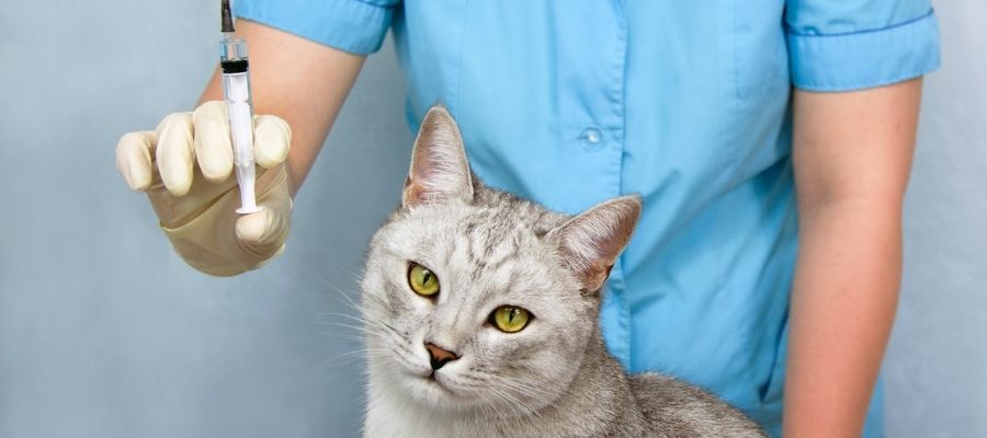 Kedi Bakım Aşıları Rehberi: Aşı Takvimi Nasıl Oluşturulur?