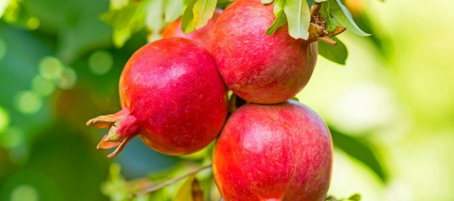 Nar Ağacı Bakımı ve Budaması için Püf Noktaları