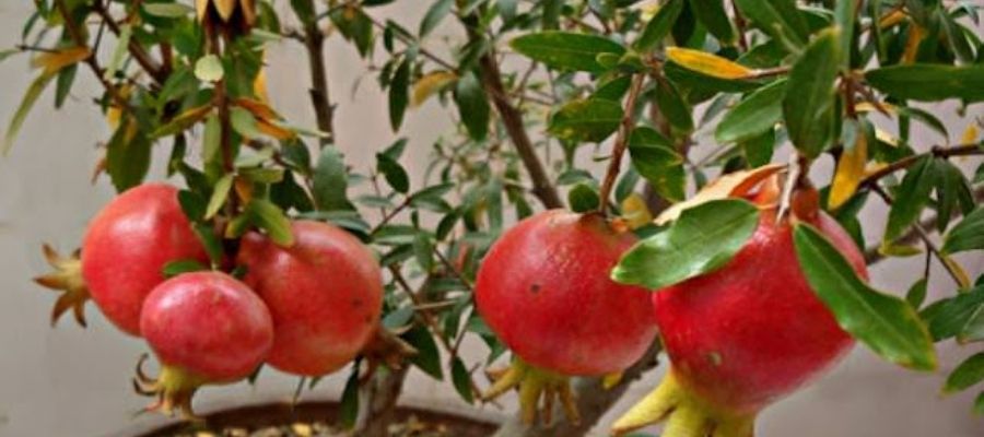 Küçük Nar Ağacı için Toprak Seçimi