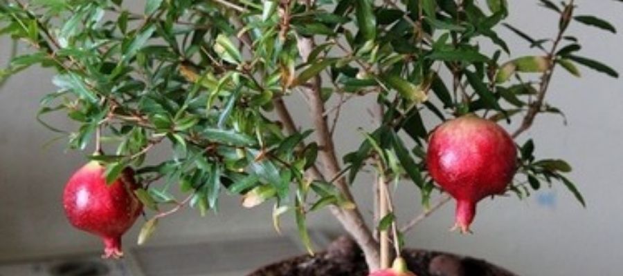 Küçük Nar Ağacı Ne Kadar Büyür?