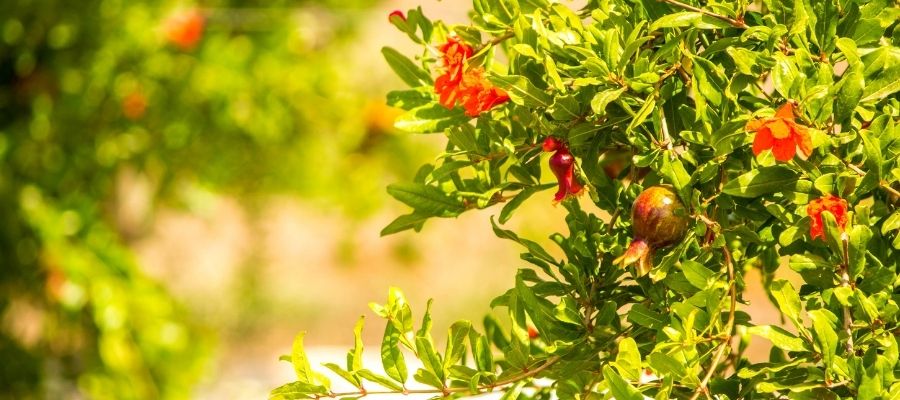 Küçük Nar Ağacı Bakımı: Nasıl Yetiştirilir?