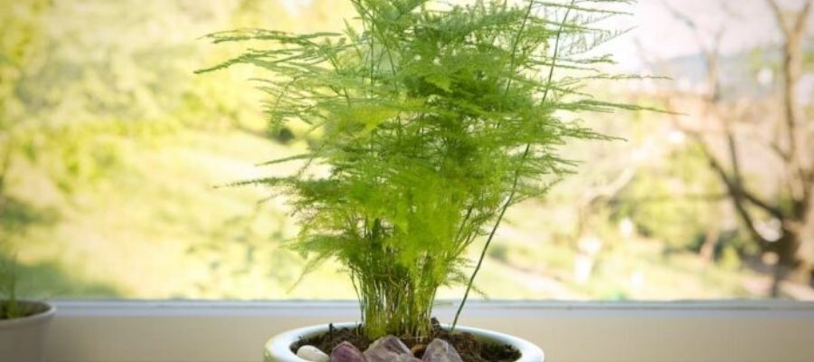 Kuşkonmaz Çiçeği Bakımının Püf Noktaları