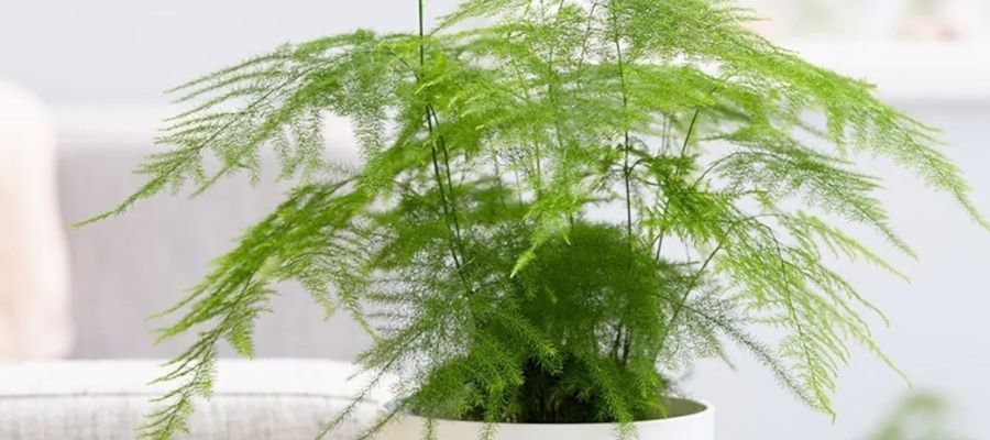 Kuşkonmaz Çiçeği Nasıl Bir Ortamda Yetiştirilmelidir?