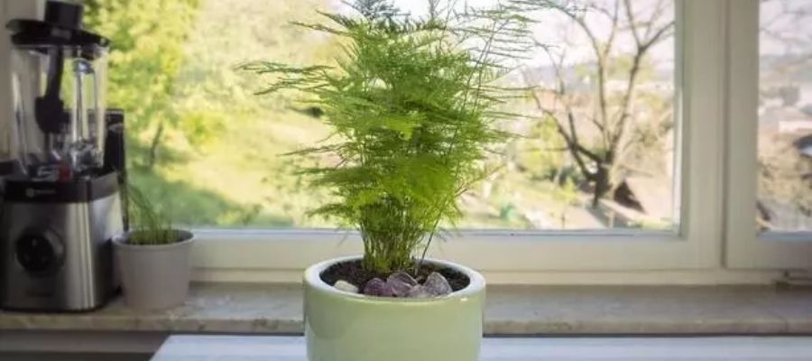 Kuşkonmaz Bitkisinin Yaprakları Neden Sararır?