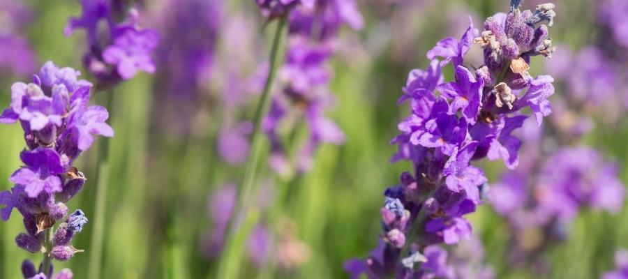 Lavanta Bitkisi Nedir? Ne İşe Yarar?