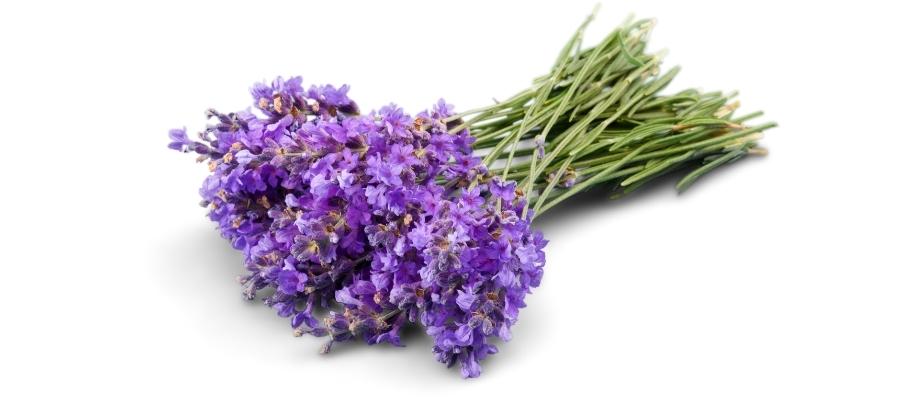 Lavanta Bitkisinin Özellikleri Nelerdir?