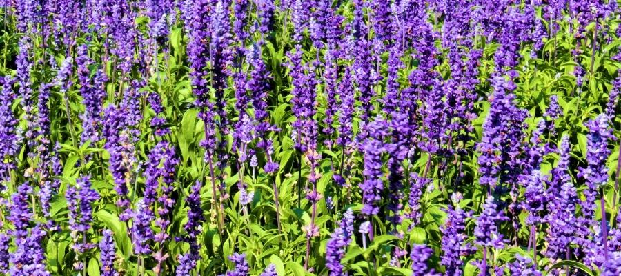 Lavanta Bitkisi Faydaları Nelerdir?