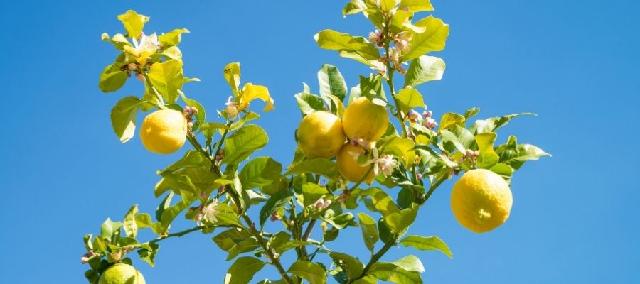 Limon Ağacı Fidesi Bakımı Nasıl Yapılmalıdır?