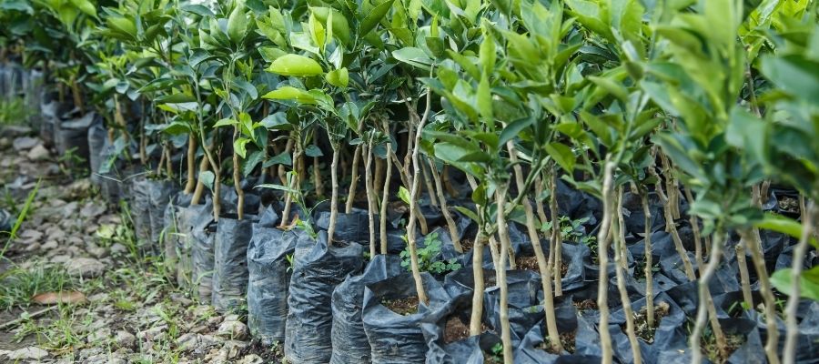 Limon Ağacı Fidesinin Nereye Yerleştirilmesi Gerekir?