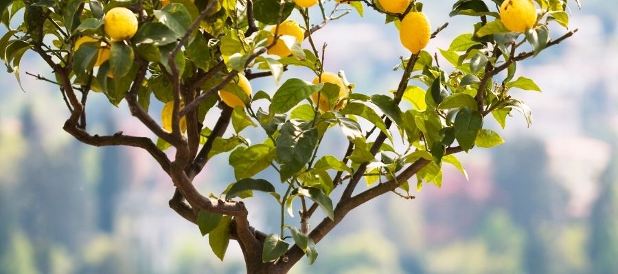 Limon Fidesi Yetiştirmenin Püf Noktaları