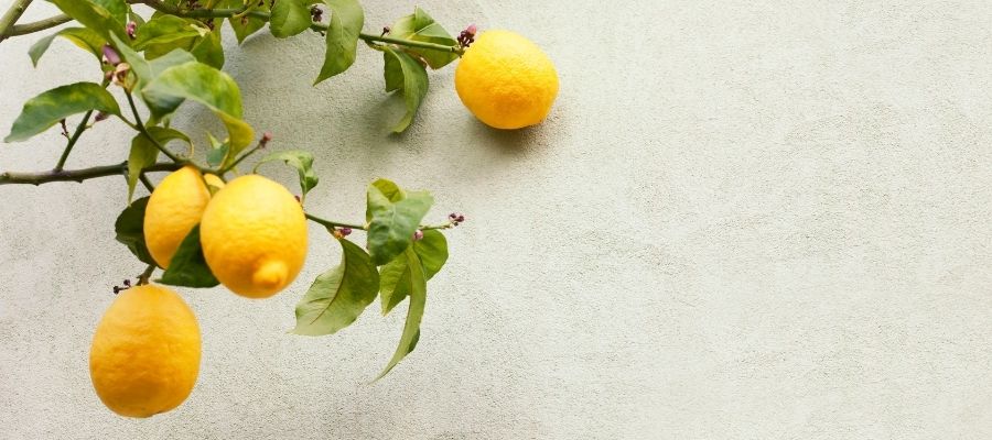 Mis Kokulu Bahçeler için: Limon Ağacı Fidesi Bakımı