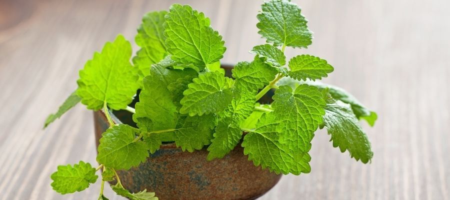 Melisa Çiçeği Bakımı Nasıl Olmalıdır?