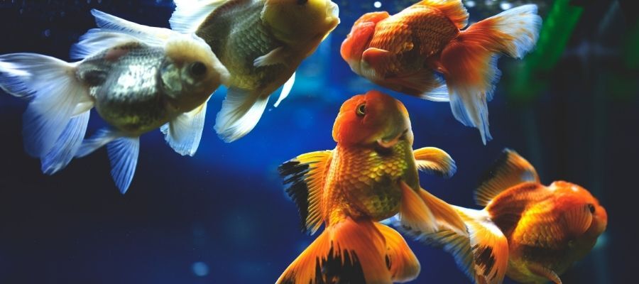 Dikkat Çekici: Oranda Japon Balığı Özellikleri