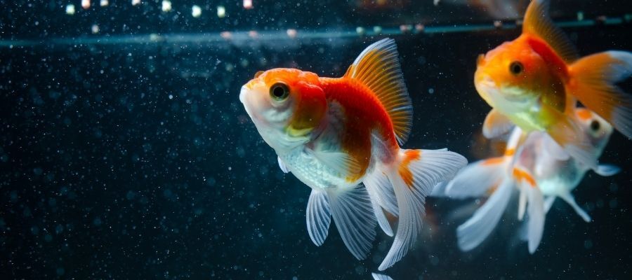 Oranda Balığı Bakımı için Akvaryum Seçimi