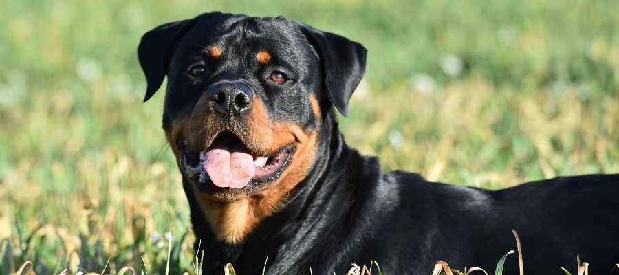 Rottweiler Çok Tüy Döker mi?