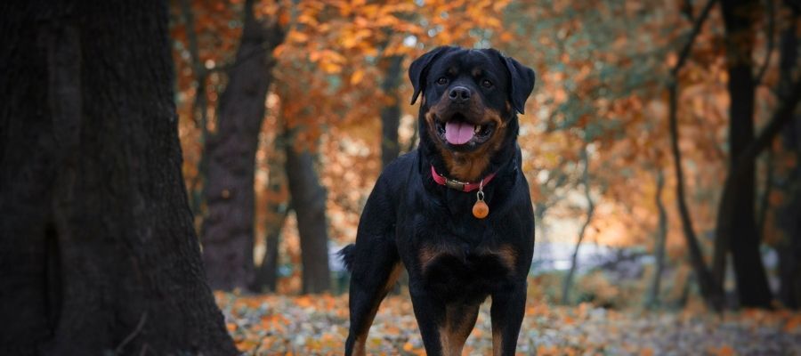 Tüy Dökülmesini Azaltacak Bakım İpuçları
