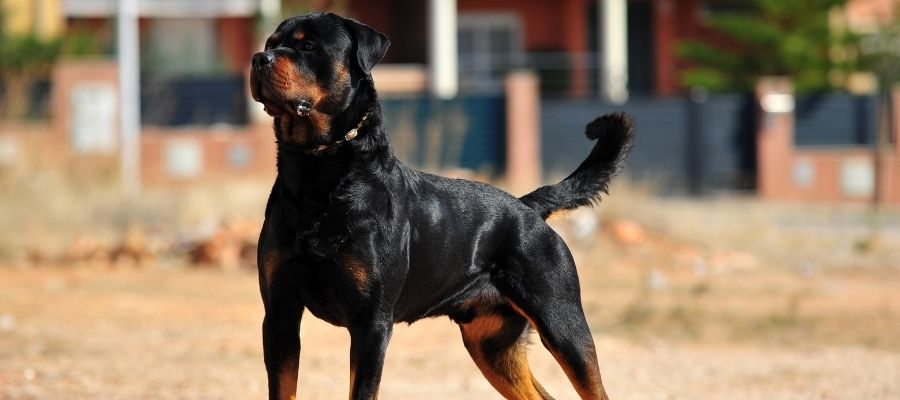 Rottweiler için Tıraş Gerekli midir?