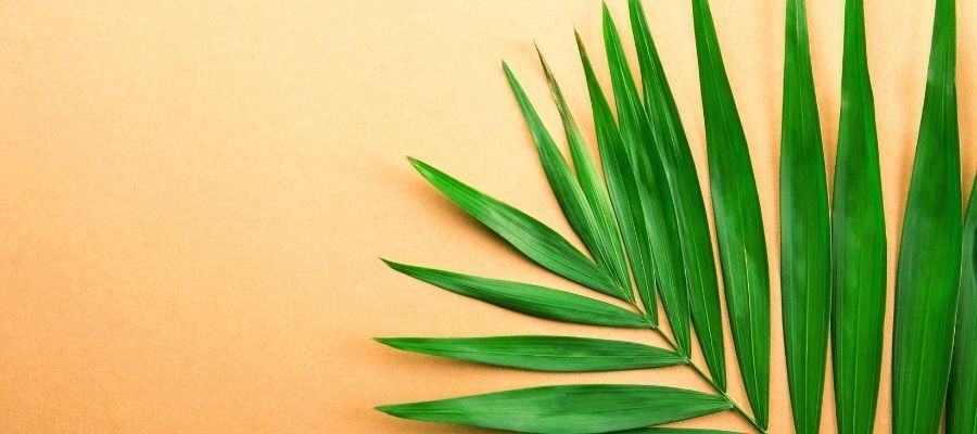 Salon Yaprağı Nedir? Türleri Nelerdir?