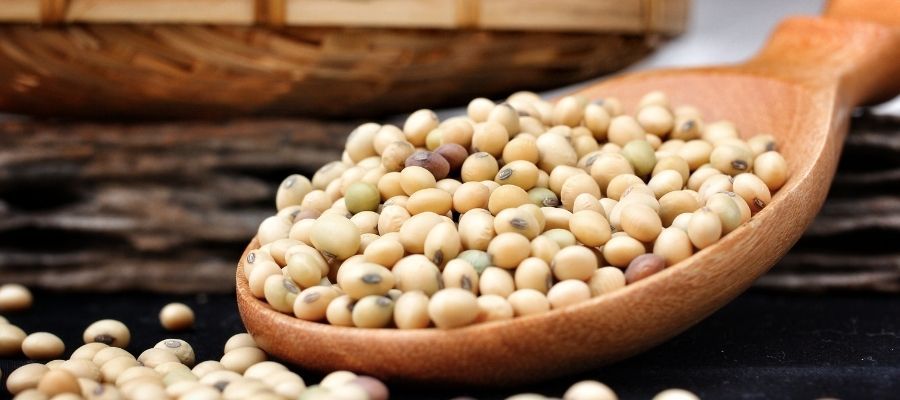 Soya Proteini Nedir? Özellikleri Nelerdir?