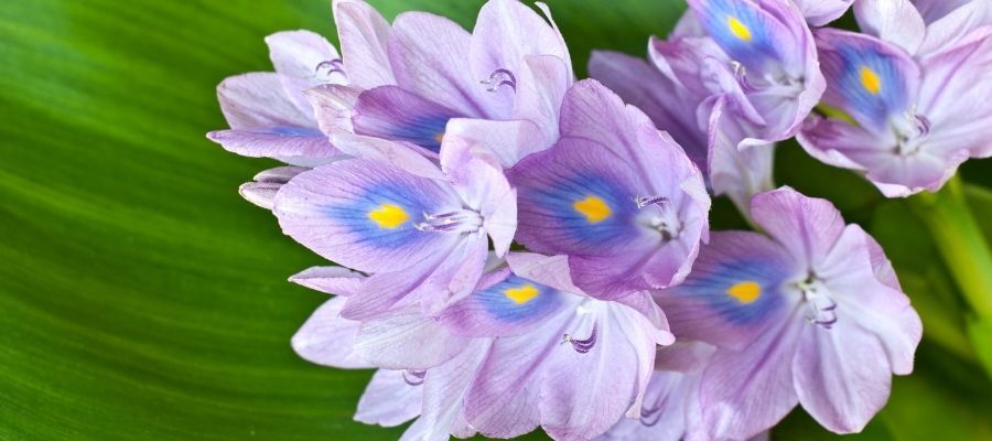 Su Sümbülü Bakımı Nasıl Olmalıdır?