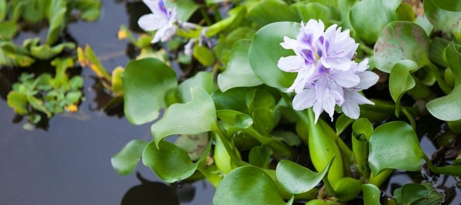 Su Sümbülü Ne Zaman Ekilmelidir?