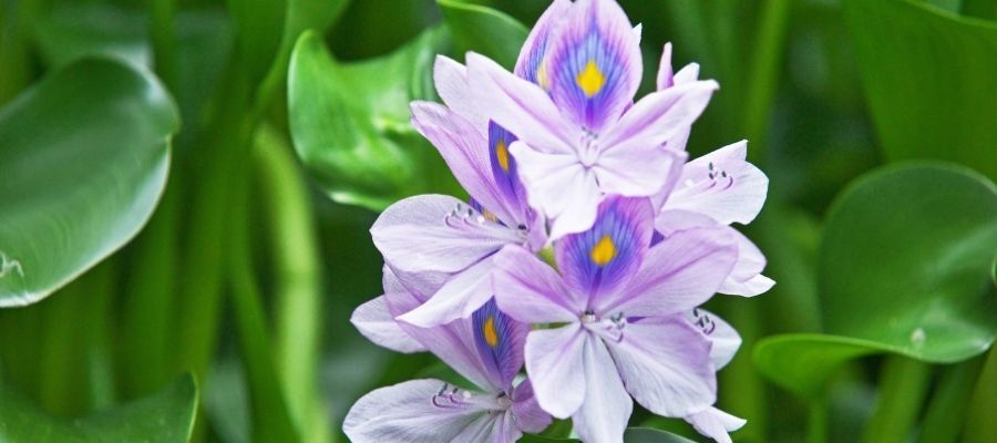 Göz Alıcı Rengiyle Hayranlık Uyandıran Su Sümbülü Nedir?