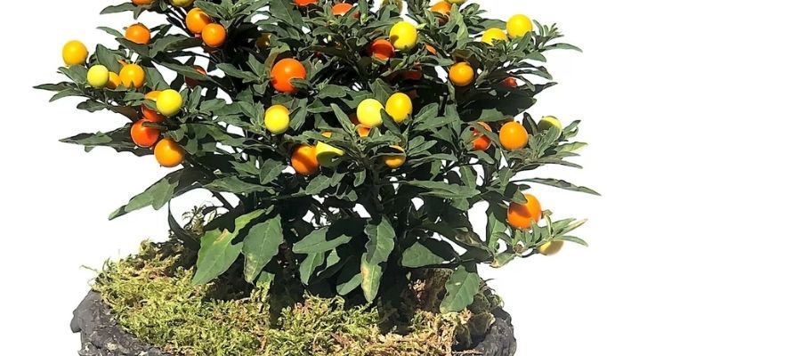 Aranan Süs Bitkisi: Süs Domatesi Çiçeği Özellikleri
