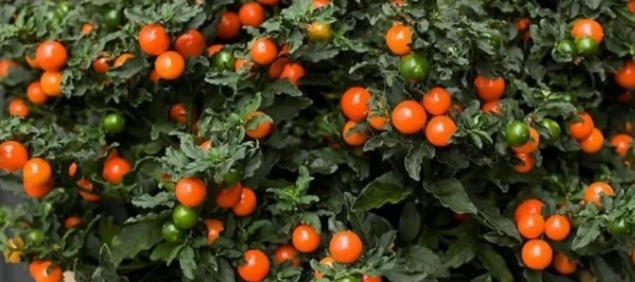 Süs Domatesi Çiçeği Nasıl Çoğaltılır?