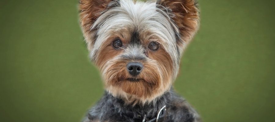 Yorkshire Terrier Yavrularının Öne Çıkan Özellikleri