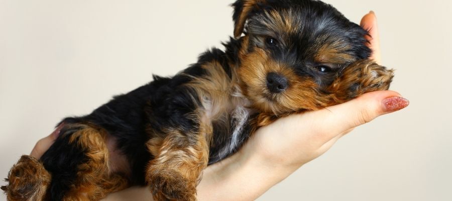 Yorkshire Terrier Yavrusu Nasıl Beslenir?