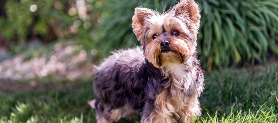 Maltese Terrier Eğitimi için Püf Noktaları