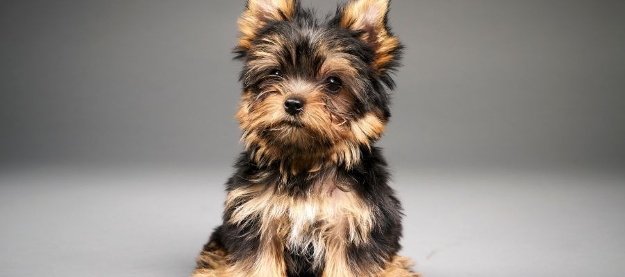 Sevimli ve Hareketli: Terrier Yavru Bakımı