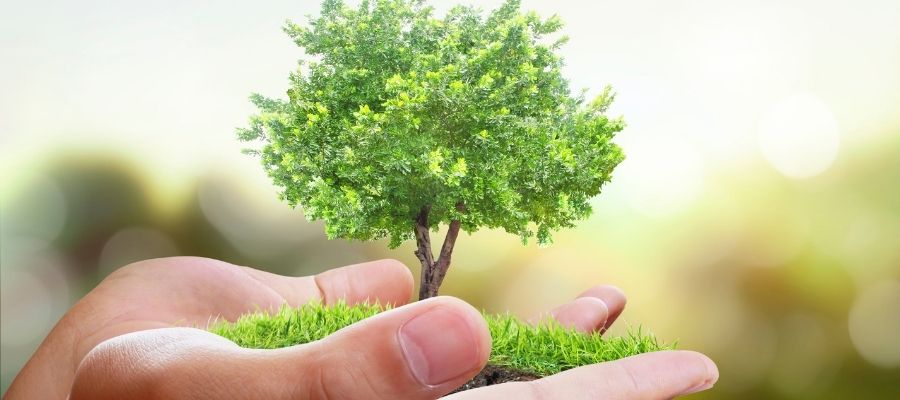 Yeni Dikilen Ağaçların Bakımı için İpuçları ve Öneriler