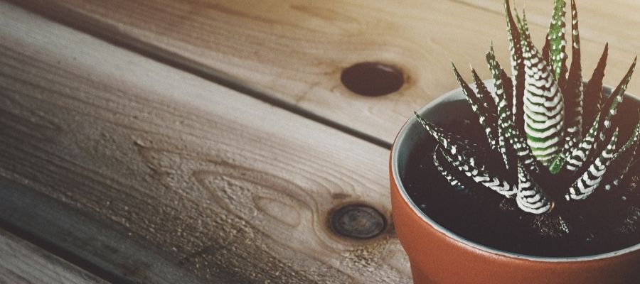 Zebra Çiçeği Nasıl Bir Ortamda Yetiştirilmelidir?