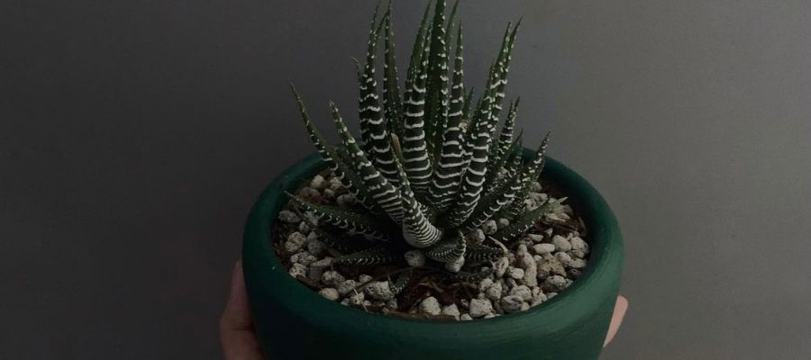 Sukulentlerin En Gösterişlisi Zebra Çiçeği Bakımı