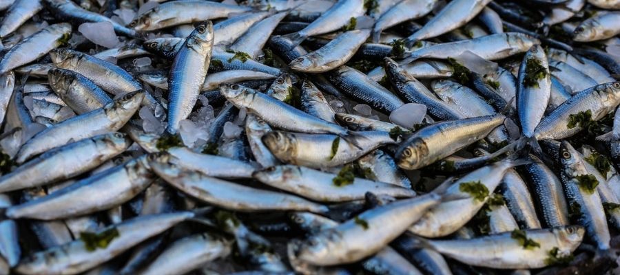Balık Tüketmenin Çevreye ve Ekonomiye Katkıları Nelerdir?
