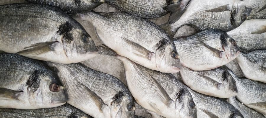 Balık Tüketimi Sırasında Dikkat Edilmesi Gerekenler Nelerdir?