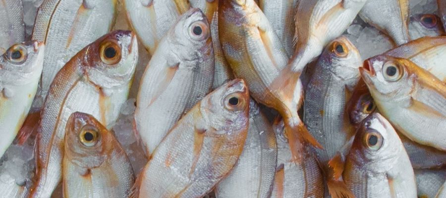 Balığın Sağlığımız İçin Önemi ve Faydaları Nelerdir?