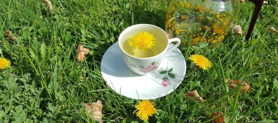 Karahindiba Çayı Nasıl Hazırlanır?