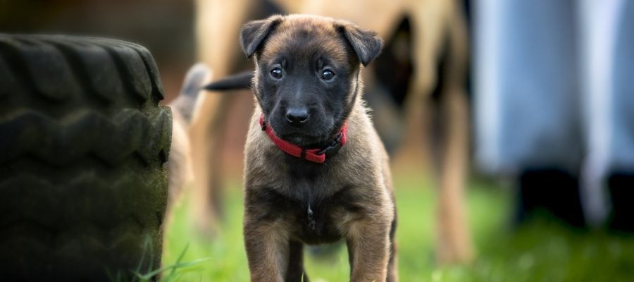 Yeni Köpek Sahipleri için Köpek Tasma Takma Rehberi