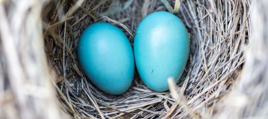 Mavi Yumurtaların Besin Değerleri ve Mavi Yumurta Ne İşe Yarıyor?