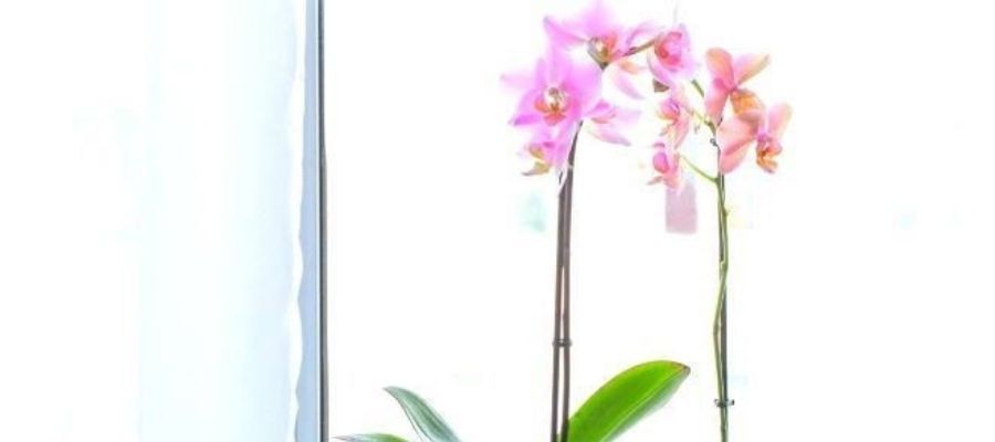 Orkide Bakımı için Gerekli Malzemeler ve Araçlar