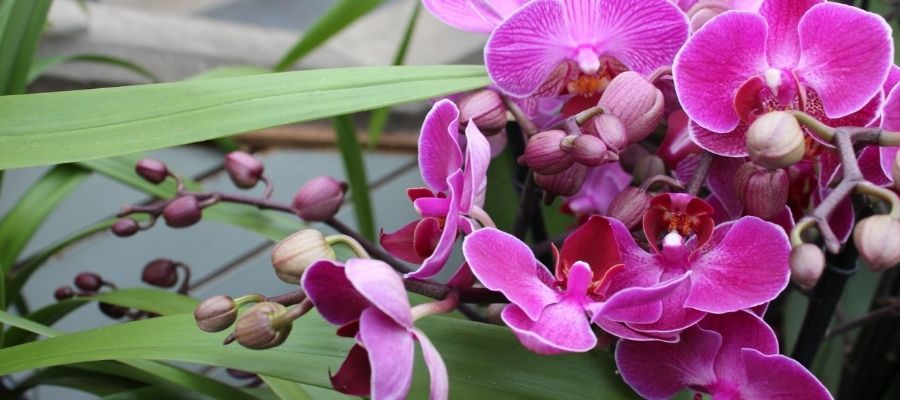 Orkide Sulama ve Gübreleme: En Doğru Yöntemler