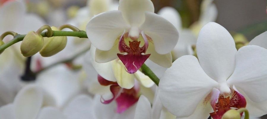 Orkide Çiçeği Bakımı için Püf Noktaları