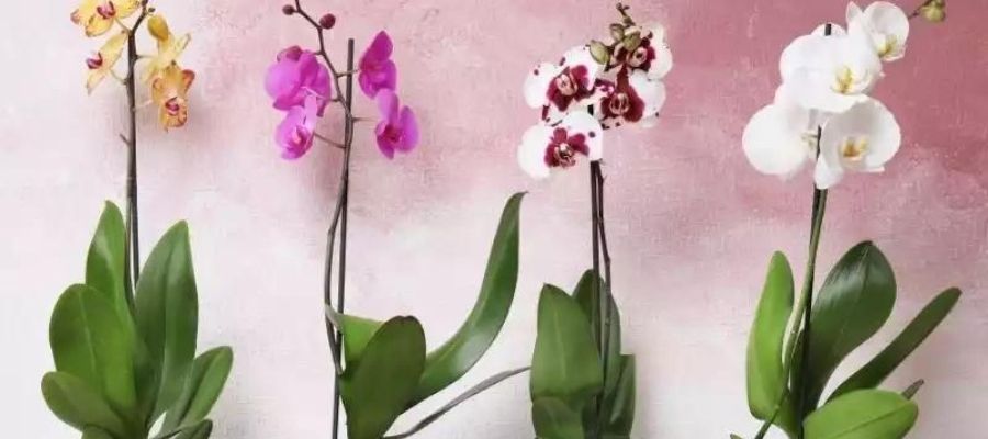 Orkide Bakımı - Evde Yapılacak Adımlar ve İpuçları