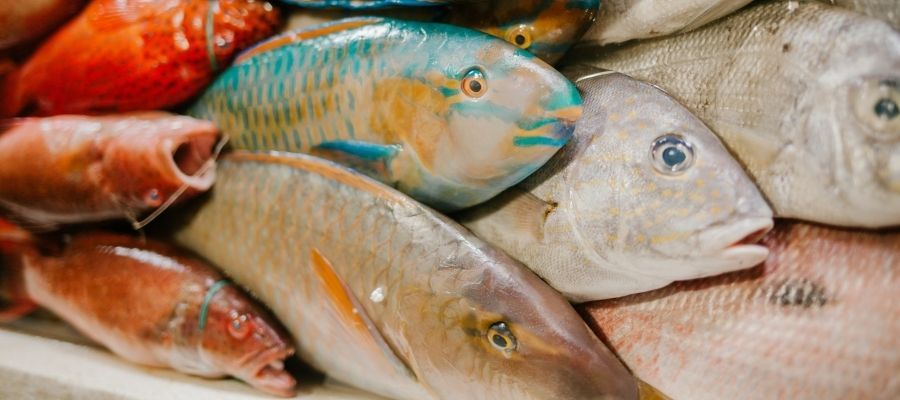 Taze Balık Satın Alma İşleminde Yapılan Yaygın Hatalar Nelerdir?